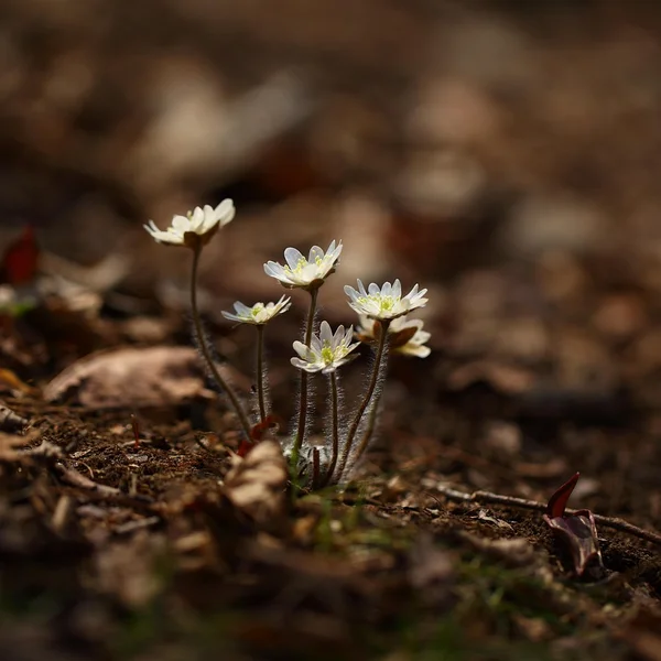 好博体育老虎机